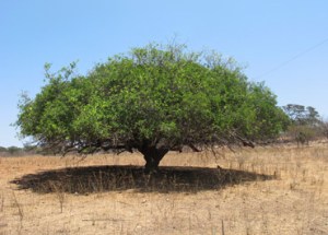 A "varanda verde" do Sertão